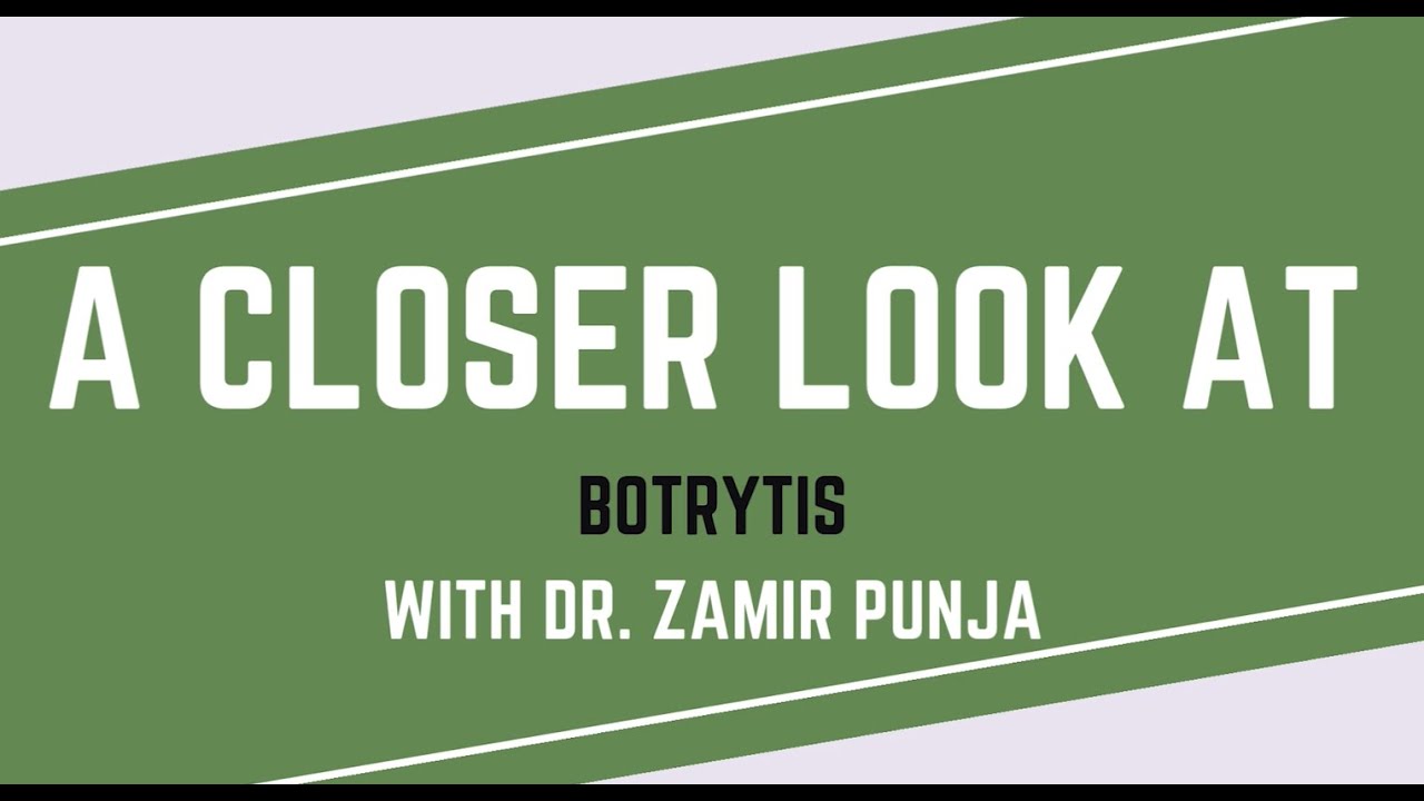 Budding Solutions A Closer Look at Botrytis, Episode 4