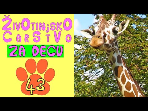 Žirafa | Zelenokrila ara | ŽIVOTINJSKO CARSTVO za decu | Andrej Maričić