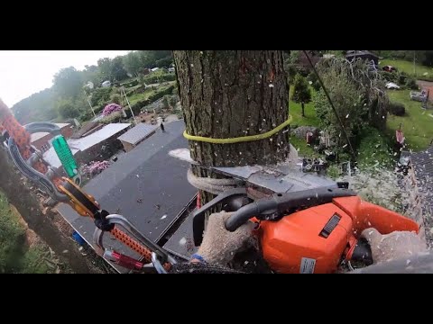 Best Quality POV arborist tree removal by certified Arborist GOPRO TREE WORK