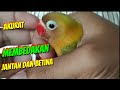 Gambar Ciri Ciri Burung Lovebird Jantan Dan Betina