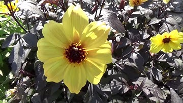 Sony HDR-CX675 Sample Footage Test Demo - Sun, Nature, Scenery