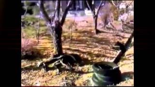 Rense & Dr Bill Deagle - Fukushima Radioactive Death & Economic Destruction