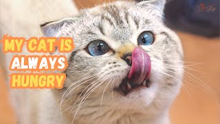 Cat Overeating? | How to Prevent Your Cat From Overeating by Keeping Pet 483 views 11 months ago 4 minutes, 23 seconds