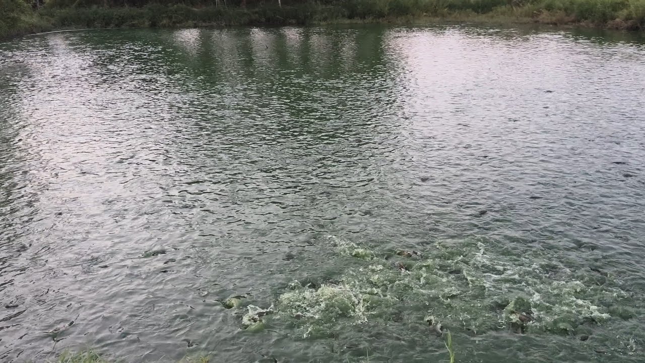 Mới Nuôi Lần Đầu Mà Đạt Lắm Anh Em || Ao Cá Rô Đầu Nhím 30/03/2025.