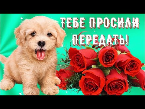 Для Тебя! Прекрасное Пожелание и Шикарная Песня! Хорошего Настроения, Счастья, Любви, Добра Тебе!