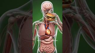 Inside Your Body When You Eat a Burger 🍔 | Hidden Digestion Process Revealed#shorts