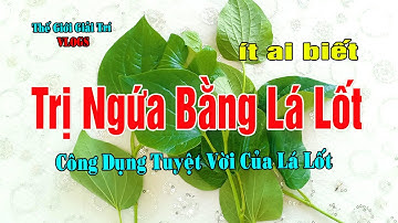 Trị Bệnh Viêm Da Cơ Địa Và Ngứa Bằng Lá Lốt | Cực Kỳ Hiệu Quả