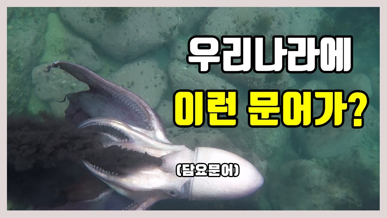 동해안에서 스킨해루질하다가 대왕문어를 봤어요! 심해에 사는 담요문어(Blanket octopus) YouTube