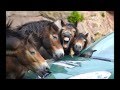 Ponies cleaning van