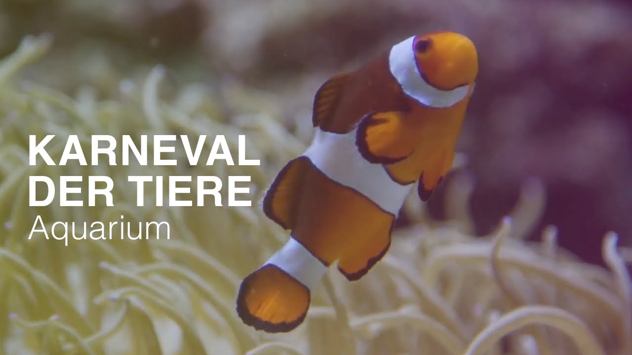 Karneval der Tiere🎻AQUARIUM🐠Saint Saëns 🐟 🎹 NATURE & CLASSICS - Best of Klassik die man hören muss