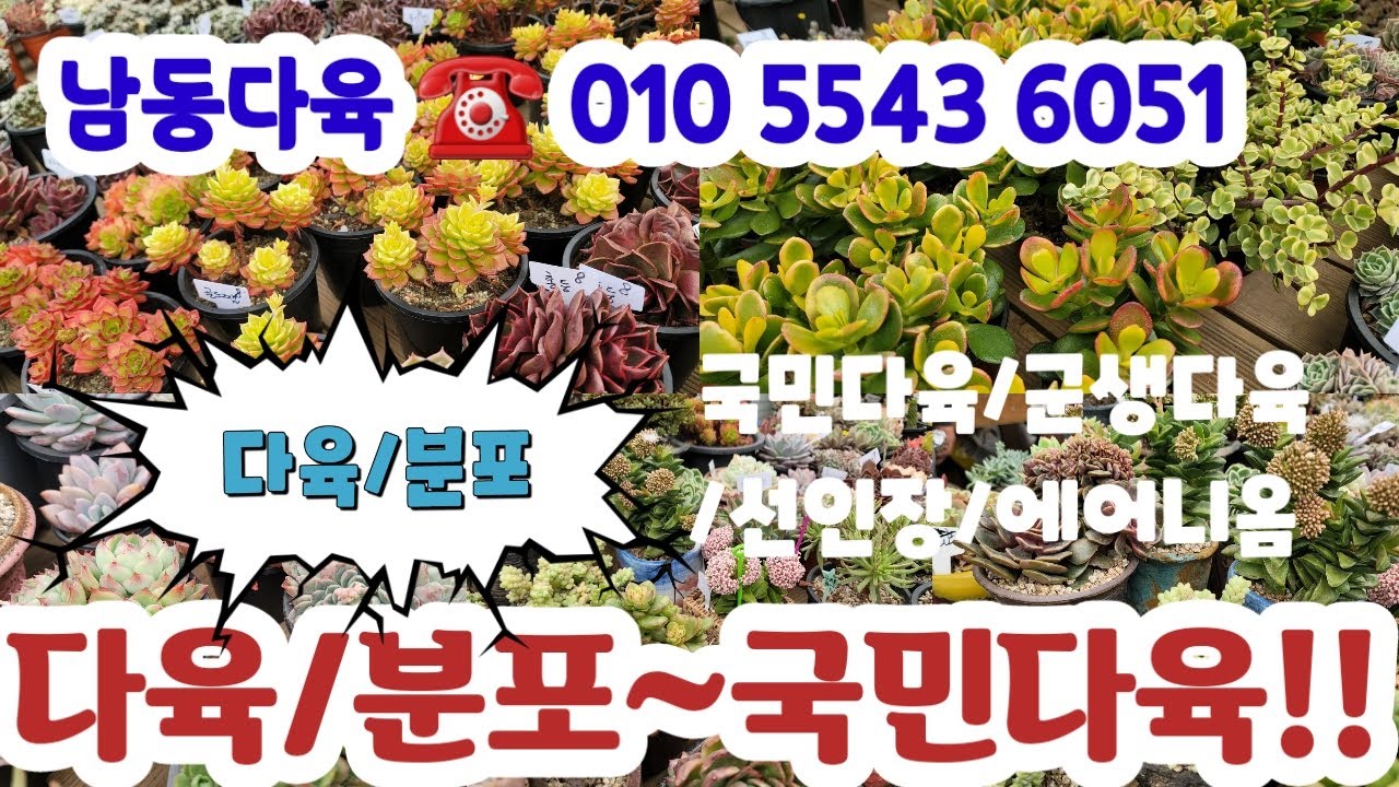 남동다육☎️010 5543 6051 💗분포/국민다육#초보다육#다육쇼핑