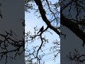 #anthropocene #birds: Arboreal nationalism.