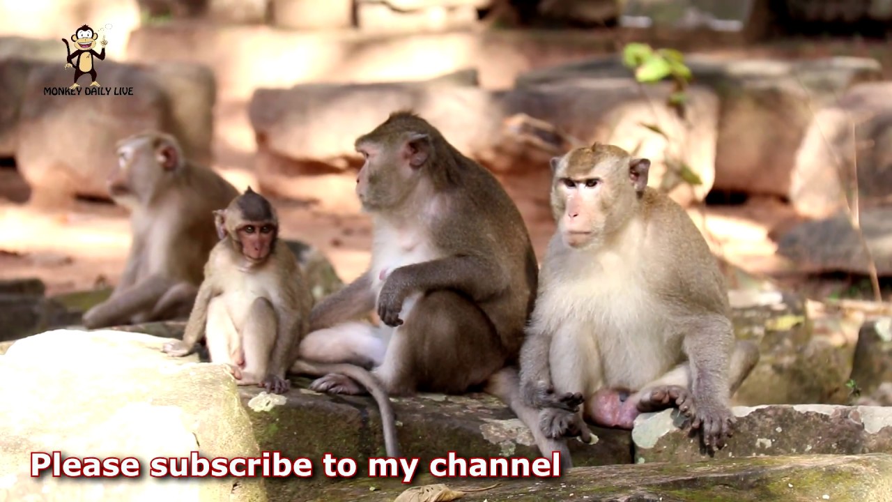 Wow! OMG!  monkey meeting Near Angkor wat temple - Funny Monkey Video