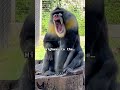 Meet Demitri! He is one of only 7 male mandrills is the U.S.A.  #mandrill #monkey #monkeys #funny