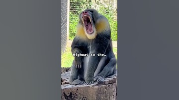 Thumbnail of Meet Demitri! He is one of only 7 male mandrills is the U.S.A.  #mandrill #monkey #monkeys #funny