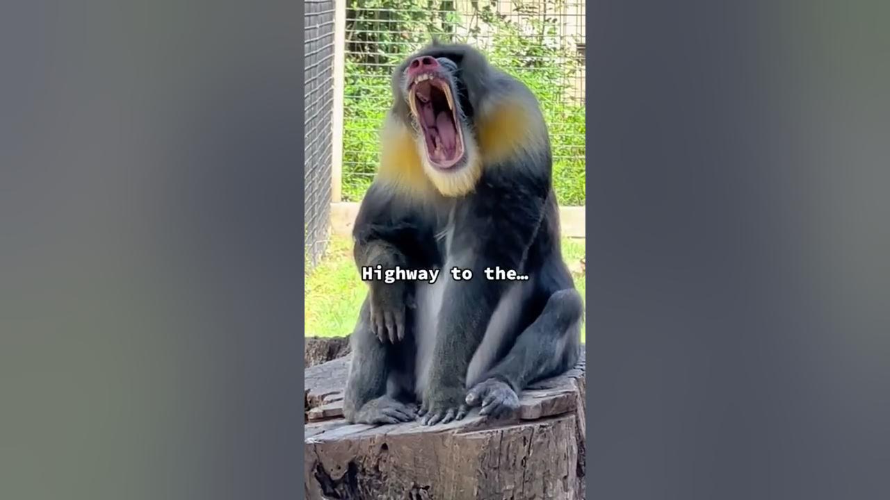 Meet Demitri! He is one of only 7 male mandrills is the U.S.A.  #mandrill #monkey #monkeys #funny