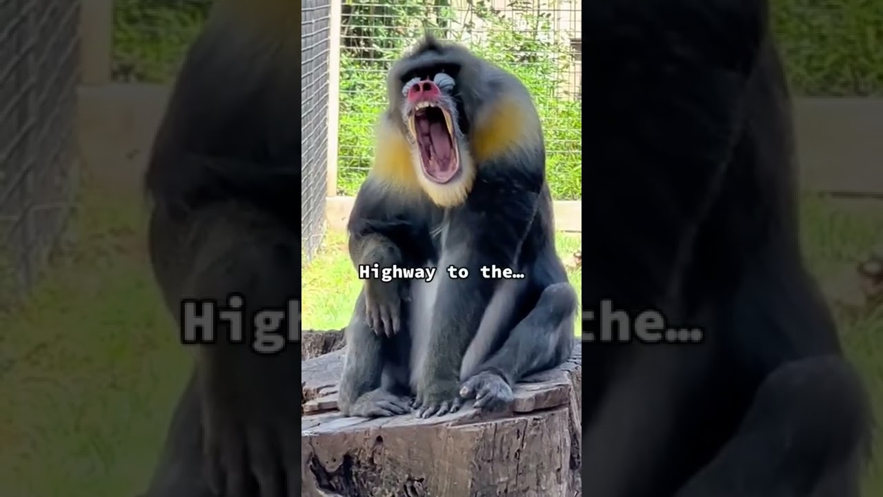 Meet Demitri! He is one of only 7 male mandrills is the U.S.A. #mandrill #monkey #monkeys #funny