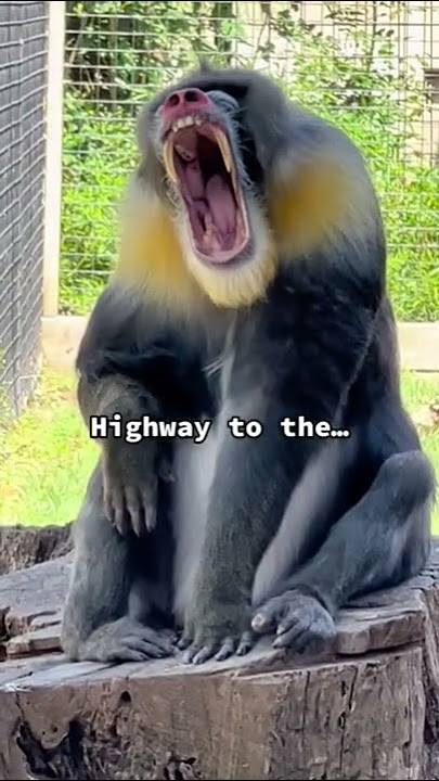 Meet Demitri! He is one of only 7 male mandrills is the U.S.A.  #mandrill #monkey #monkeys #funny