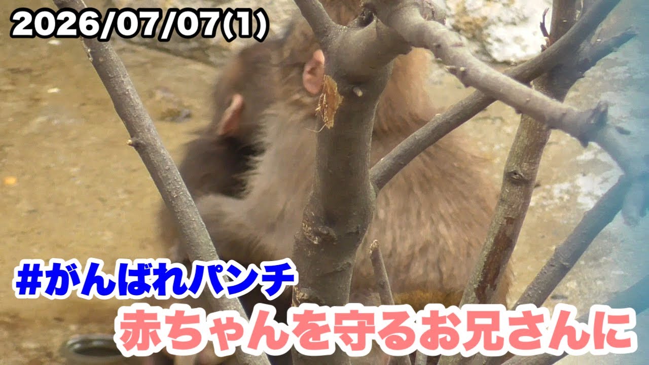 パンチくんを応援しよう！ 7/7午前(1) パンチくん、赤ちゃんを守る優しいお兄さんに（Punch