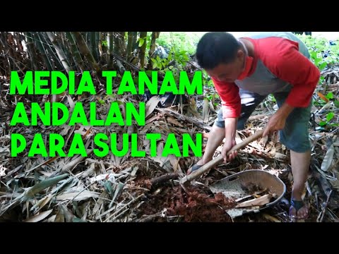 Kelebihan Media Tanam Akar Bambu dan Komposnya