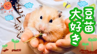 豆苗つかんでモグモグするキンクマハムスターが可愛い