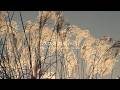 ススキの原より 環境音 #ambientsounds #asmr #睡眠