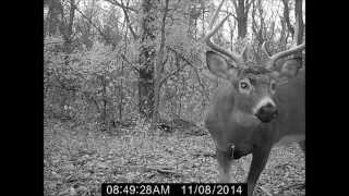 8-pt. Whitetail Deer Buck Close Up on Trail Camera