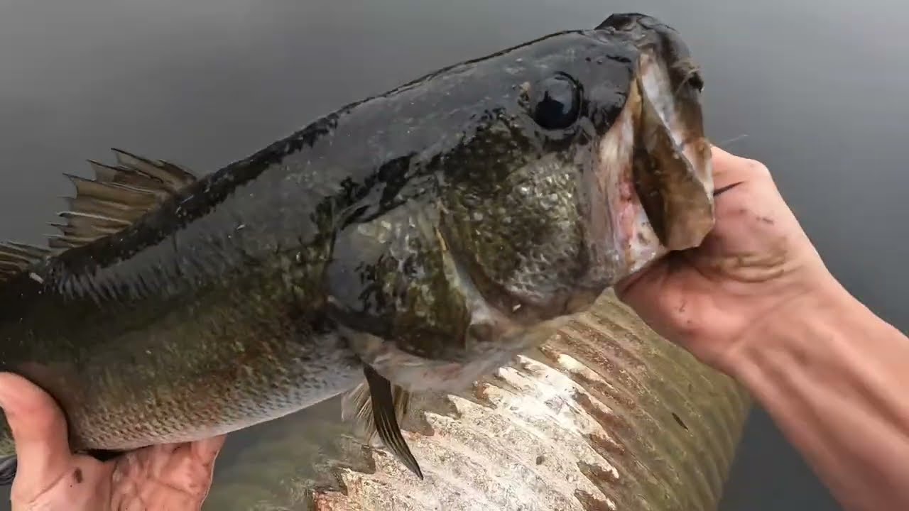 Multi species type of day🤡🐍#bassfishing #fishing #6thsensefishing #fishaddict #diawa #nonlbnneeded