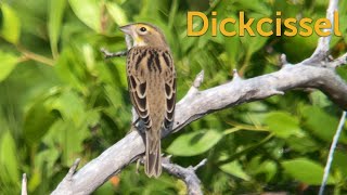 Dickcissel: Nomadic Nester