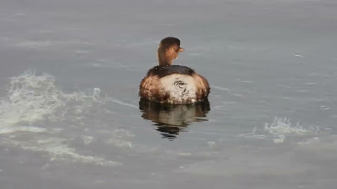 Little Grebe diving for food in Hartlepool Marina