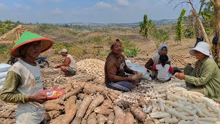 Rare Moment‼️An Entire Village Peeling Cassava in the Forest, It's Most Exciting to See the Authe...