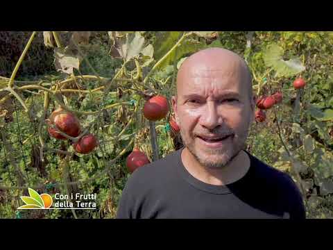 Video: Irga - Amelanchier - Bishmula - Amelanchier - Nuovo Raccolto Di Frutta - Varietà, Coltivazione E Ricette