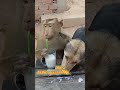 simonyet sengaja menumpahkan air susunya #hewanlucu #shortshewan #shortanimals #vidio #short