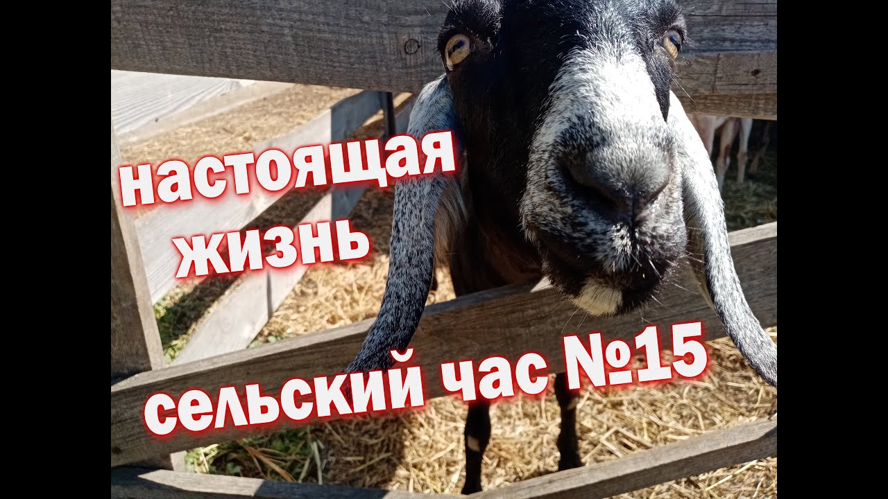 Додж почему баран