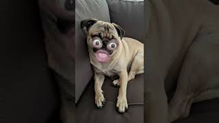 🐶funny dog 🐶 #viral #goku #trending #dragonball #hulk #anime #marvel #dragonballz #punchy #relatable