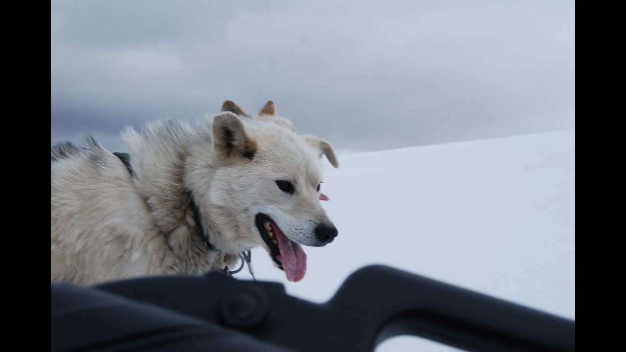 Wild Dog Sled Ride in Longyearbyen Above the Arctic Circle - YouTube