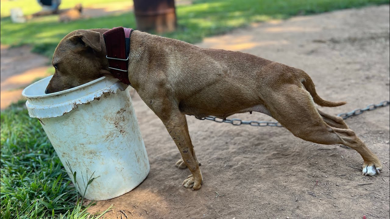 2024 Yard Tour - BB Kennels