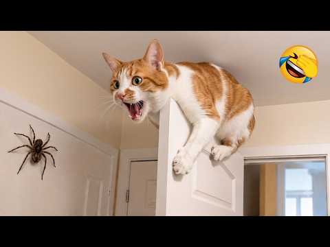 Try Not To Laugh 😂 Most Adorable Funny Animals Ever 😹🐶