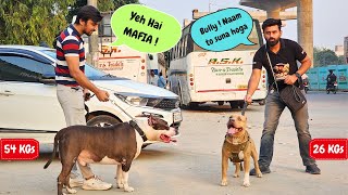 BULLY🐻meets MAFIA - The Pitbull🐶 ye kya kabhi dost ban payenge ?  #amanandbully #mafiathepitbull