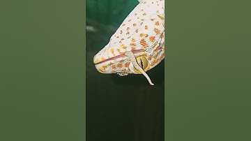 Real Tokay Gecko Sound & Eats Lizard Alive | Tiếng Tắc Kè Kêu & Cảnh Tắc Kè Nuốt Chửng Thạch Sùng