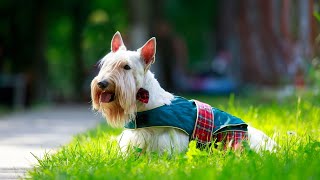 Are Scottish Terriers Hypoallergenic? by Scottish Terrier USA 36 views 6 days ago 3 minutes, 33 seconds