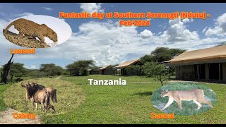 Game drive in Ndutu - Wildlife safari in Serengeti National Park - 14 Days Game drive Day 3 - Feb'24