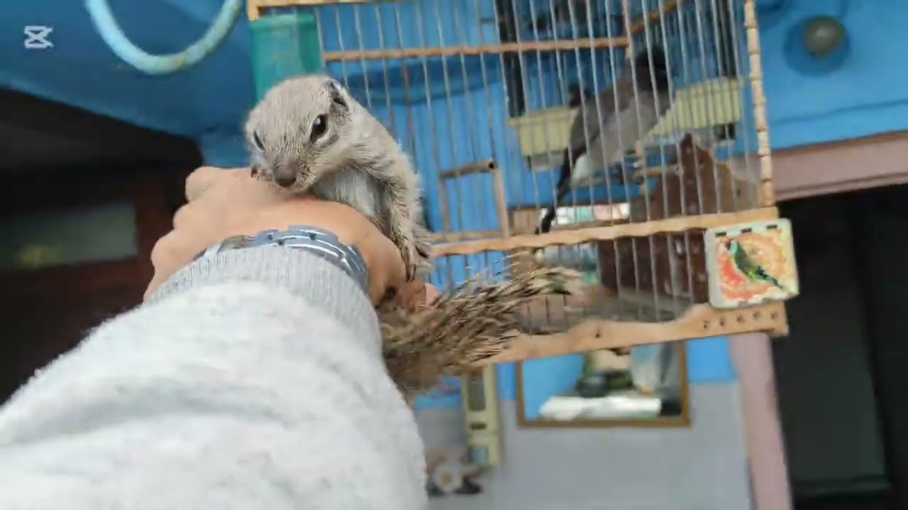 جدور أو قورع الحسون و سنجاب الله بارك 0664874913