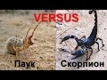 Версус. Паук против Скорпиона, кто сильнее?