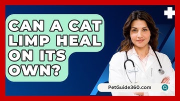 Can A Cat Limp Heal On Its Own? - PetGuide360.com