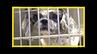 | Dog Rescue StoriesSenior Dog Dumped At Shelter Because She Was “Too Old”– Let’s Help Her Find A...