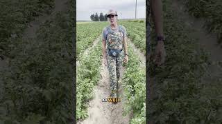 Minimal potato scab at Igl Farms