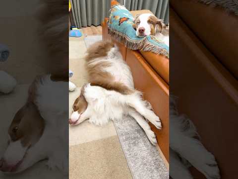 犬達の寝顔が対照的すぎて愛おしい😂♡【ボーダーコリー・オーストラリアンシェパード】#shorts