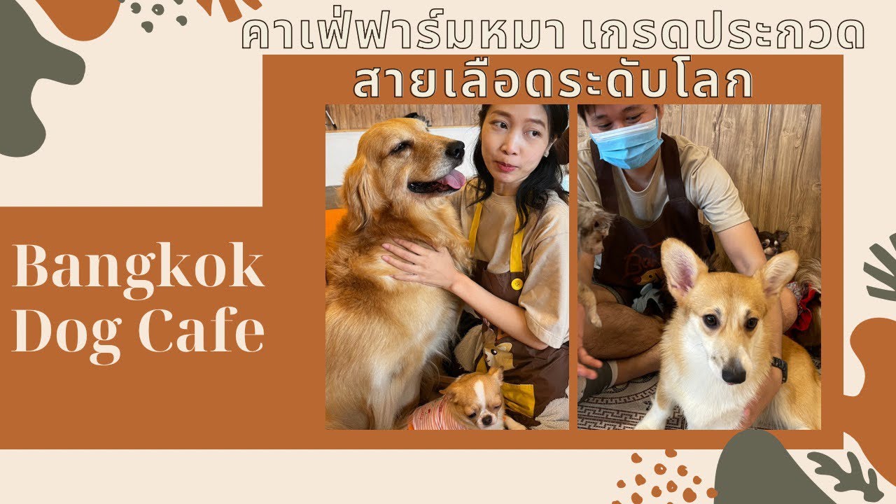 EP17 Bangkok Dog Cafe คาเฟ่หมา สวยระดับแชมป์ สายเลือดระดับโลก Cafe