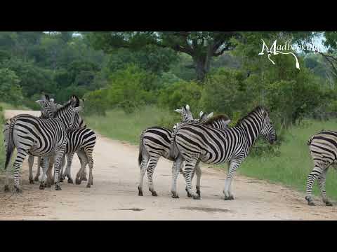 South Africa wildlife in Kruger where elephants, zebra and antelope move across the plains.